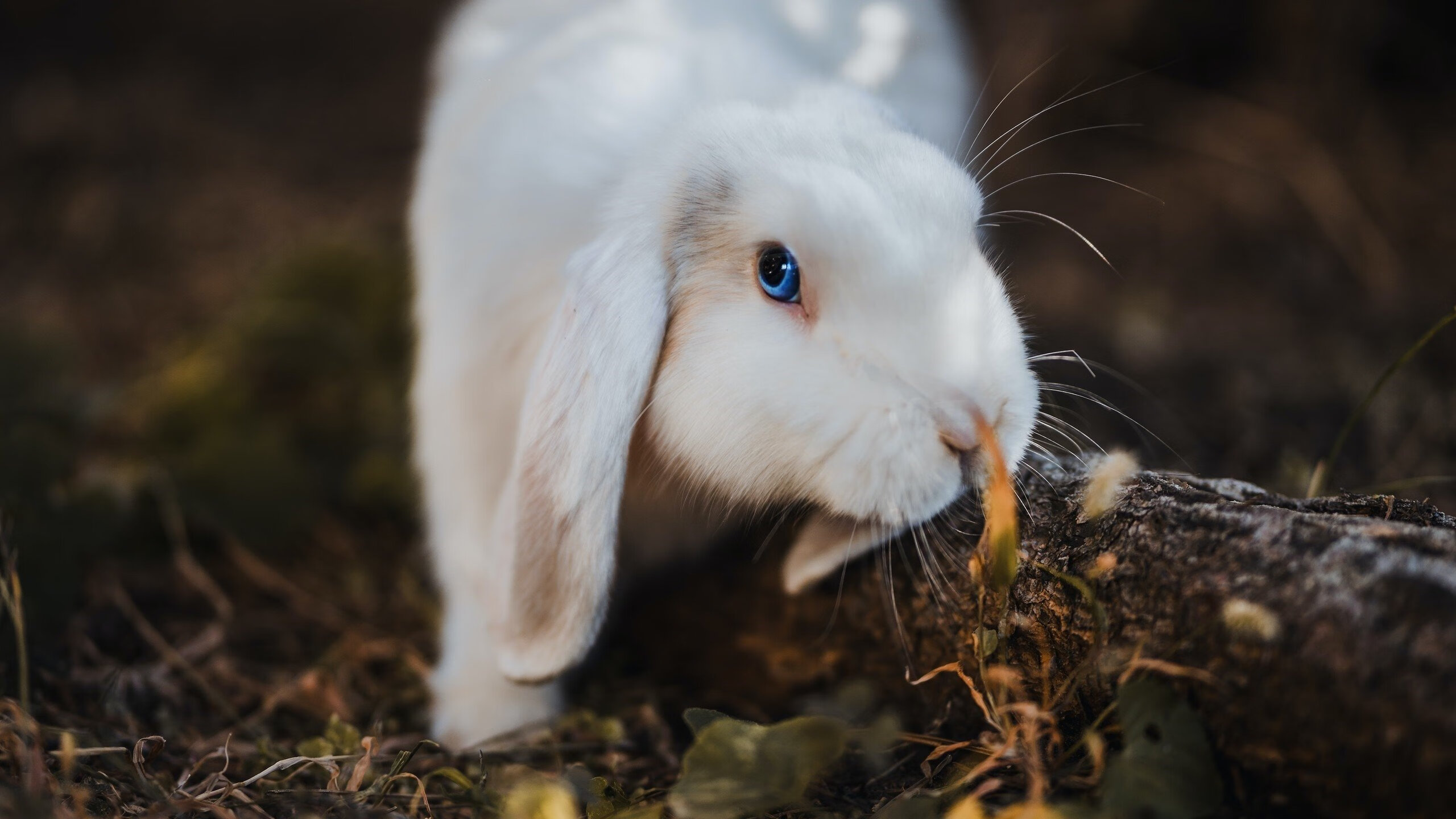 配速调整对蝶泳成绩的影响，配速调整对蝶泳成绩的影响有哪些